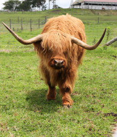 ট ইট র 歌う歌子 スコティッシュハイランドキャトル 日本ではマザー牧場しかいない牛 かいじゅうたちのいるところみたいで モフモフ マザー牧場も行ってみたい Http T Co Pauvhae6