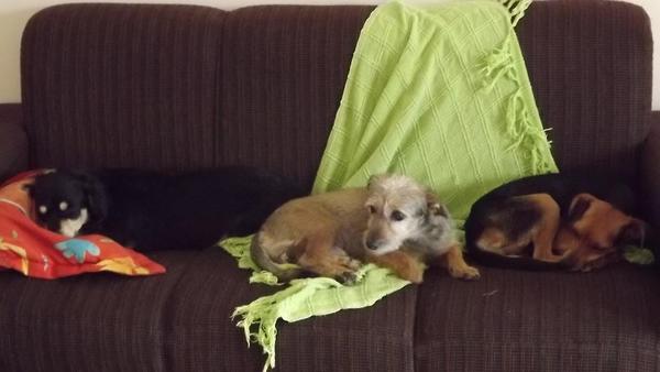 lucianacrepaldi's tweet photo. Ajudem-me a achar o Oddie (no centro da foto). Cão deficiente que fugiu em Rio Preto.9742-5117/ 3301-3231 http://t.co/zMRw2LF9