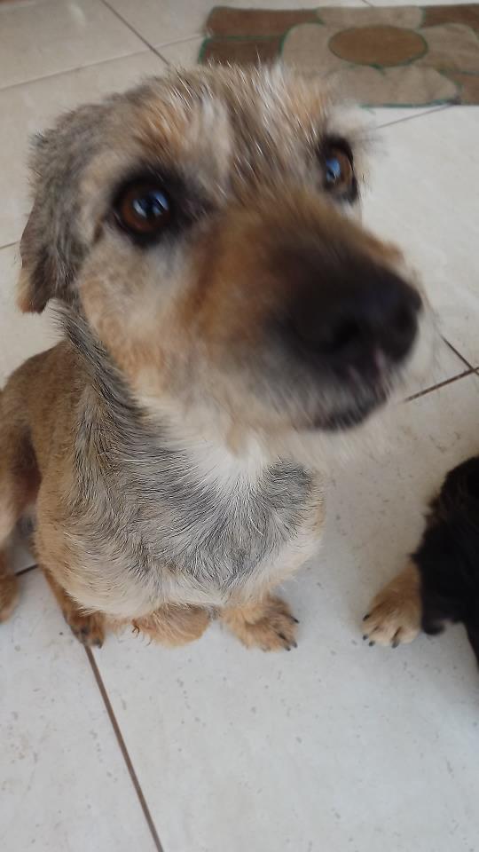 lucianacrepaldi's tweet photo. Onde está Oddie? cãozinho deficiente. Rio Preto. 9742-5117/3301-3231 http://t.co/UMp32zEL