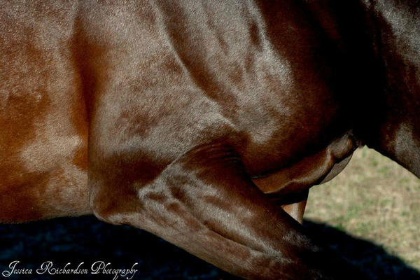 Manna_Pro's tweet photo. Check out how shiny "National Tribute" is! His loving owner has been feeding him Manna Pro Simply FLAX! #ShinyStallion http://t.co/DAWuczAo