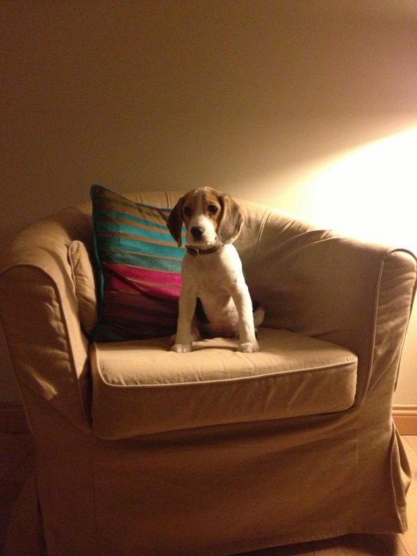 NicoDemarbaix's tweet photo. She has a chair, she's queen of the castle #haha http://t.co/SFpQ8Ulp