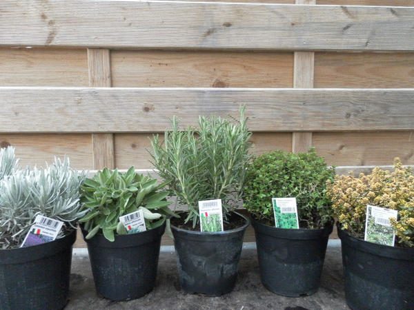 Popular_plants's tweet photo. FREE PACK OF 6 LARGE HERBS! RT and FOLLOW for your chance to win a pack of exceptional herb plants http://t.co/BV7F7Ern http://t.co/3EtCCis4