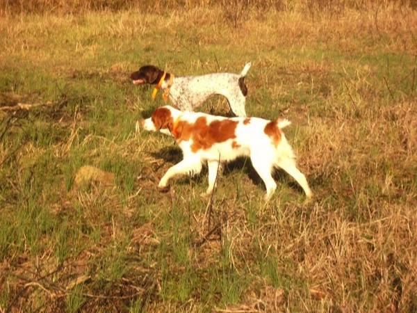 FeatherhornFarm's tweet photo. Bird dogs locked down. http://t.co/ZKw1pojn