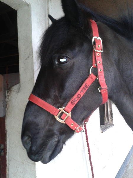 betsyboo2012's tweet photo. My pony xxxxxxx http://t.co/BhvHVkiQ