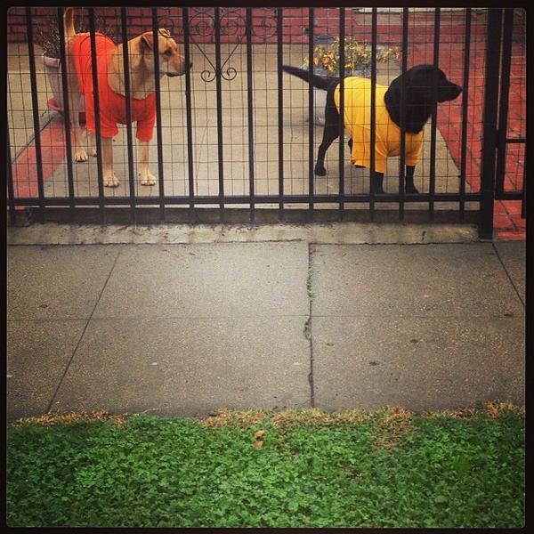 ltlovesdogs's tweet image. Love when the neighbors cut their dogs new flashdance sweatshirts #eastsidedogs