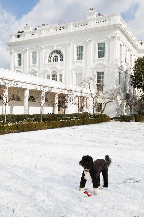 FLOTUS44's tweet image. Bo in #snow! Photo: The Obama family dog plays in the Rose Garden of the @WhiteHouse: