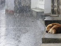 protectoraASN's tweet photo. #LoQueMasDeseoEs Que la lluvia no los moje! Que la calle les sea leve! Que ENCUENTREN UN HOGAR! :( http://t.co/SVvxkEzx