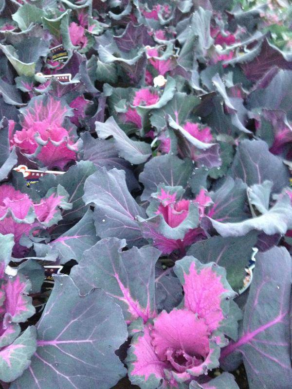 The red cabbage looks great after our recent cold weather