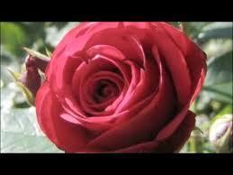 TrueCookingLove's tweet photo. RT als je de dolfijn ziet! http://t.co/GcaXiWgd