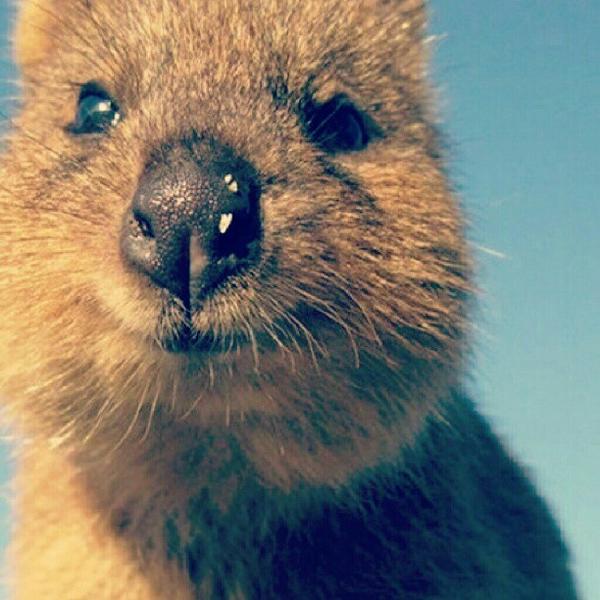 クオッカ画像bot Quokka Bot Twitter