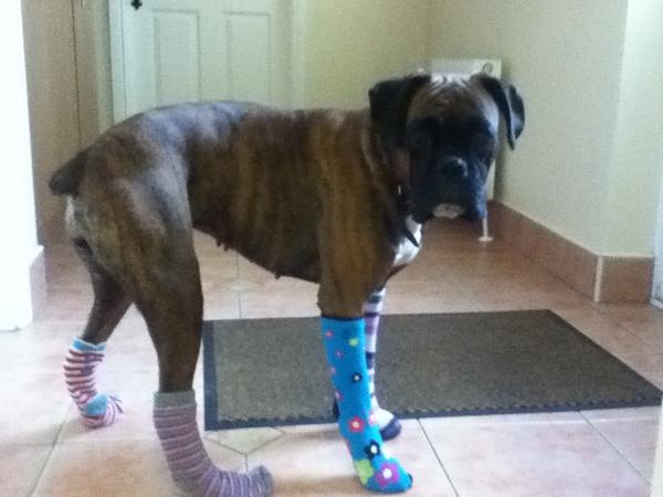 SarahYouu's tweet image. Mam complained the dogs paws wer dirtying the floor.. #ProblemSorted #LiveStudying