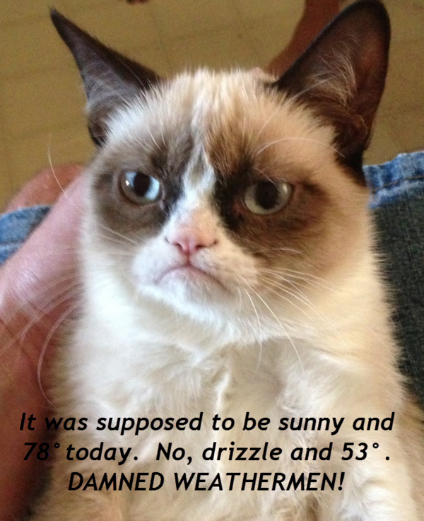 svrwxtweets's tweet image. Grumpy Cat calls the Austin, TX forecast today...