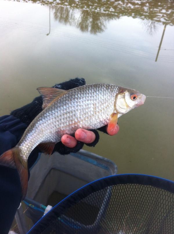 Quality roach