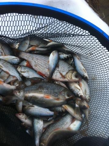 Today's bag 114 roach!
