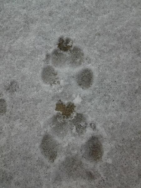 maxwithspots tweet picture