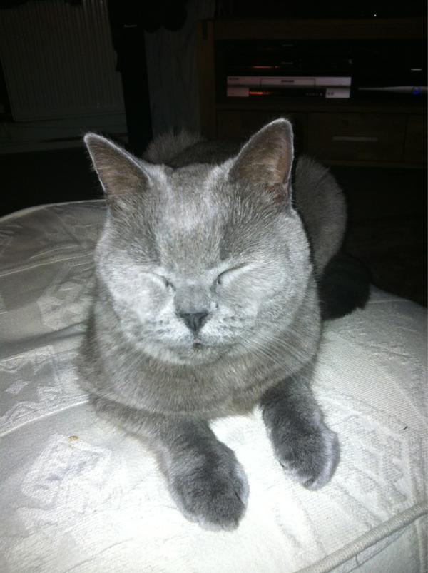 catcalledthomas's tweet image. Yep. Thomas is a good boy.