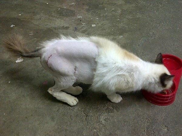 ProjekKucing's tweet image. Nikki adalah kucing rescue dengan koordinasi #ProjekKucing dan sumbangan orang ramai. Ini gambar selepas pembedahan.