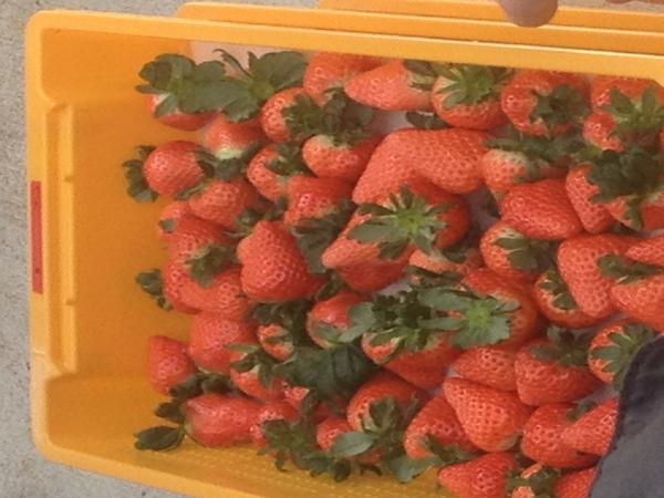 今日はボランティアの一貫イベントでいちご狩りです(*^^*)