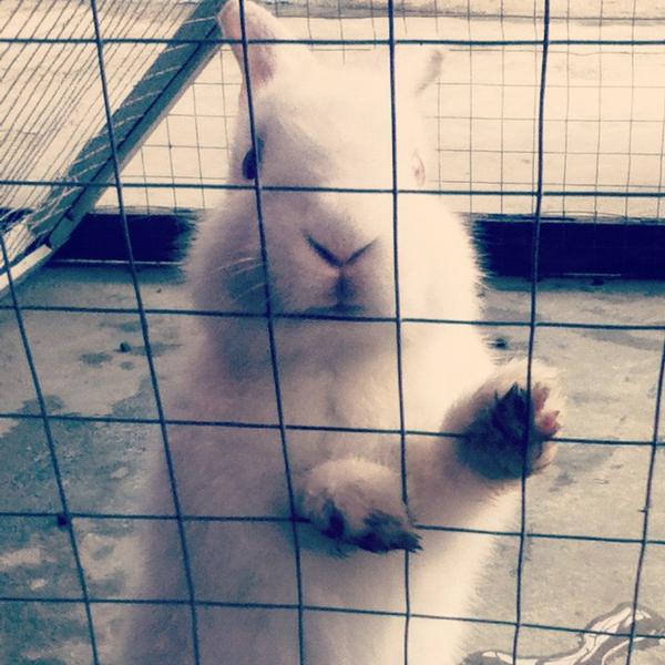JFmiamo's tweet photo. My pet bugzz died after 5 days..so sad.. If u follow me I have more pix about bugzz..and more stories about him...tnx http://t.co/OGMqla4h