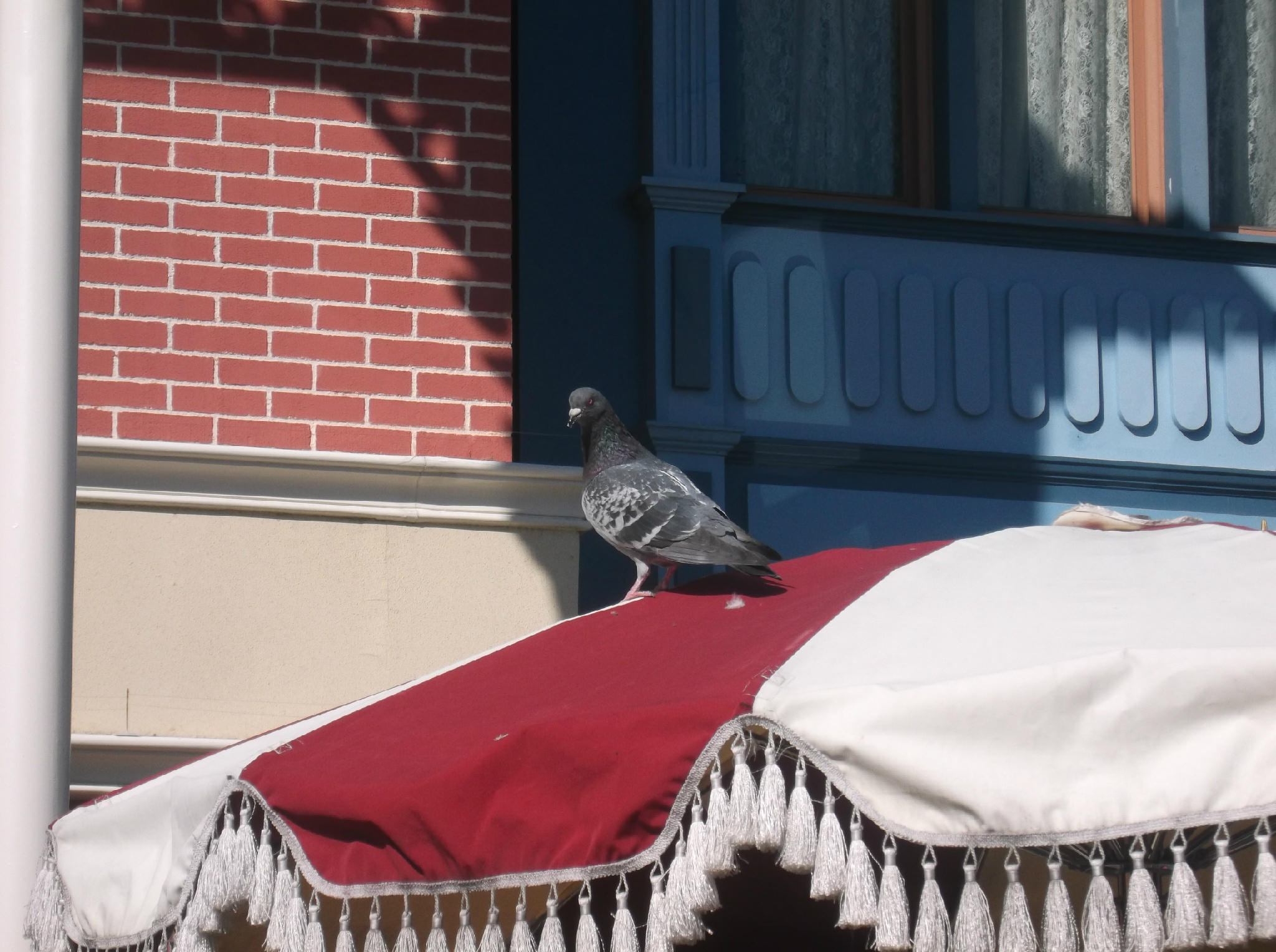 堀井憲一郎 ディズニーランドとシーにずいぶんドバトが増えた ドバト界で あすこは易々と餌にありつけるエリアと認識されたんだろうな トゥーンタウンの高い木の上にカラスが一羽いた ハトが卵を産んだら いただくかんね と呟いて にやりとした