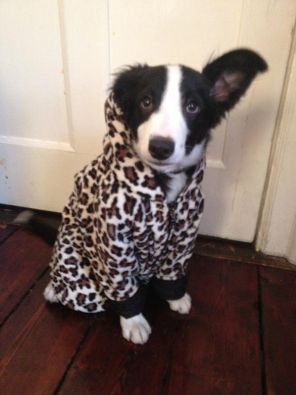 deliciousnews's tweet image. @cathalkeogh it's just me &amp;amp; the dog here...feel really guilty having to leave him ..everybody asleep #workcalling