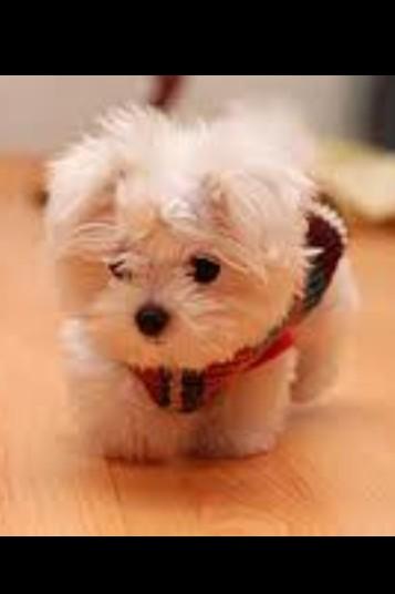 @LisetteJackson Well, I found this little one stray in the village. No one has claimed him, so would you like him?