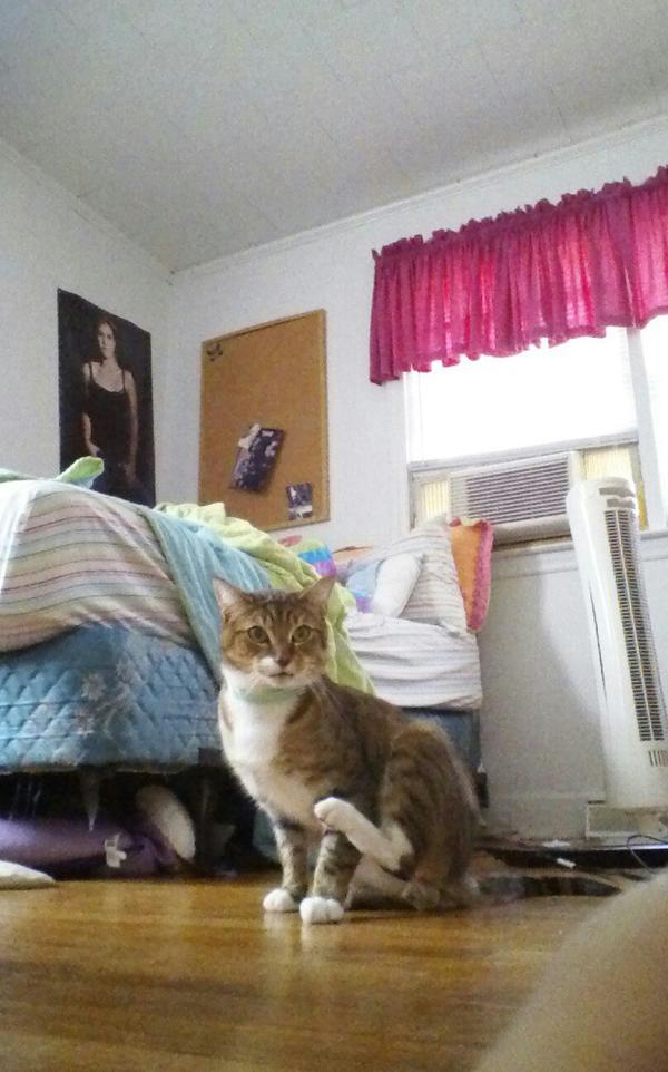 TheirHouse_'s tweet image. Kitty :-)