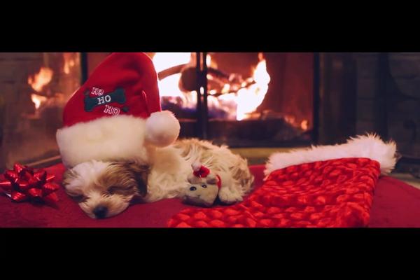 @LisetteJackson Thank you! I have another picture of him from Christmas.