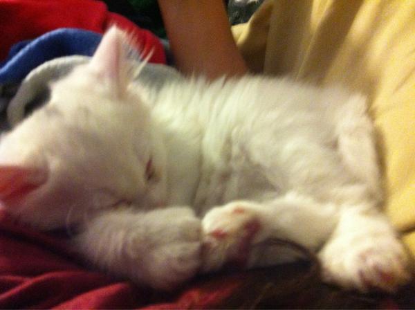 ItsOliverVicky's tweet photo. “@mitchmaclellan: @morgpublicover what were saying about your cat last night?... http://t.co/Wl7IokhL” he's alright http://t.co/H7qkaIyC