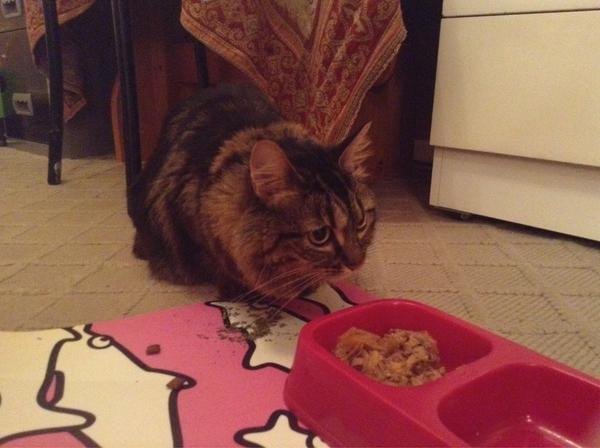 benmilsom's tweet image. Moved home, lost the cat in process. Scoured every cranny of new place and had given up hope when.... #catnipaddict
