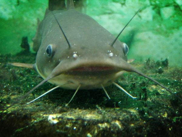 GayAtHomeDad's tweet photo. Real catfish are like "what the fuck did we do?" http://t.co/8IlXTv6U