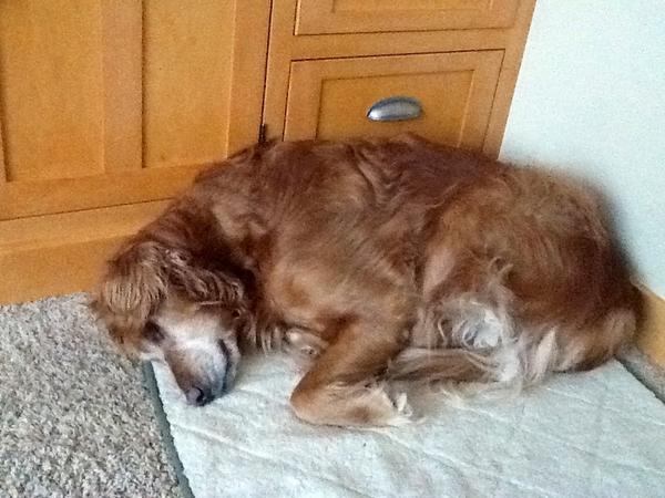 bjornlindstedt's tweet image. S/o to the best dog ever
#solovable