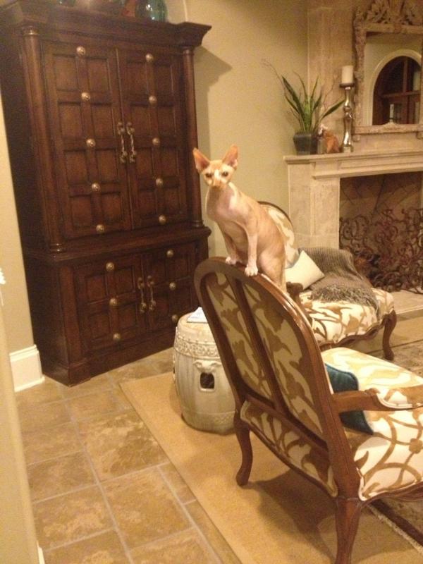 Fannypackcats's tweet photo. Yo http://t.co/xAoTM0AX