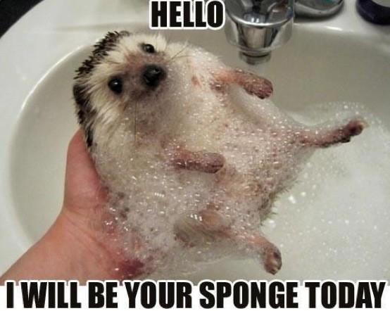Some cuteness to brighten up your day (or night)!