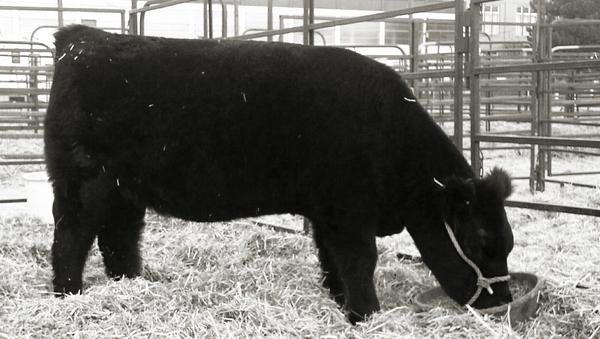 BaileyNesmith's tweet image. I miss my Snooki, Nugget, and Situation! #cowproblems  #babies