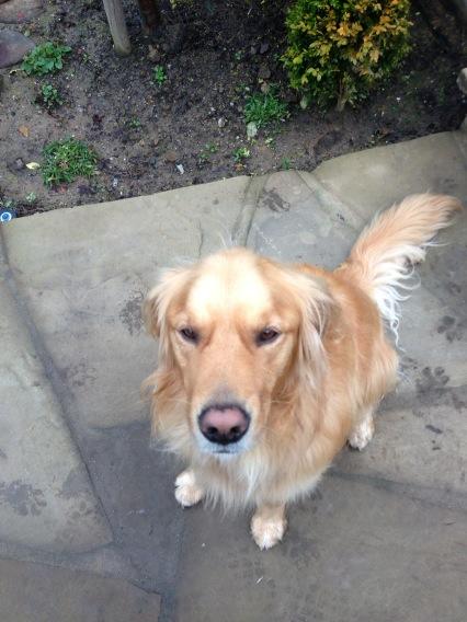 AnthonyASteil's tweet image. The saddest face ever when I left #missmybestfriend #harebear