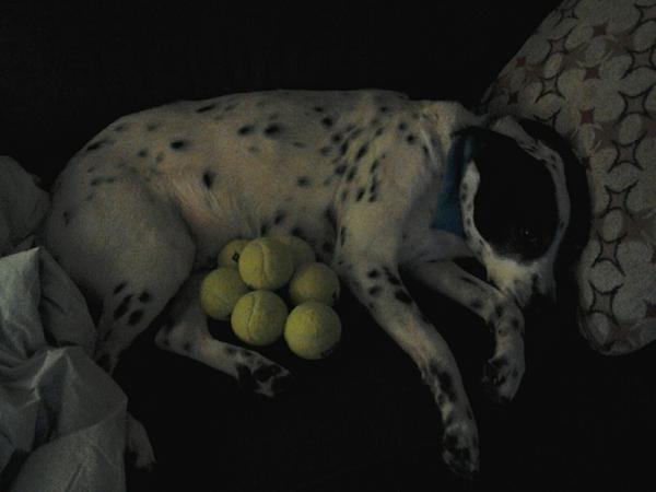 maxwithspots tweet picture