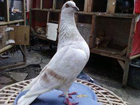 Merpatikolong's tweet photo. my bird http://t.co/yGclZEZD