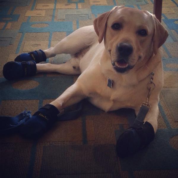 CcarriestarsS's tweet photo. Lol, so funny! RT @SawyerLR Check me out wearing my new boots! @pawposse #ultrapaws #dogstyle http://t.co/3GfNPhbc