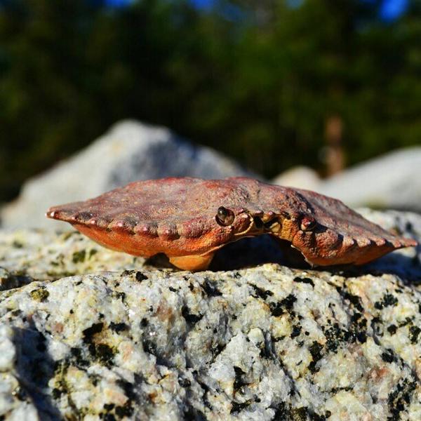 beautifulbcbot's tweet image. by jdanramirez instagr.am/p/VC4qjTOL3a/ #crab #crabshell #water #beautifulbritishcolumbia #vancity #canada...