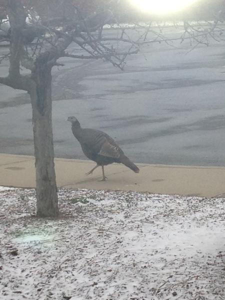 stockelmana's tweet image. #turkeyhead #theoriginal