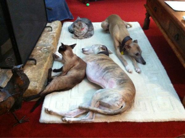 kevinthewhippet's tweet image. @scric82 yes, we all live together and cuddle up by the fire