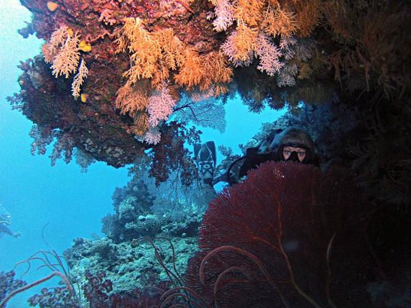 scubadivergirls's tweet image. Pretty #Fiji SDG diving off #Beqa Lagoon with @TourismFiji #fijime