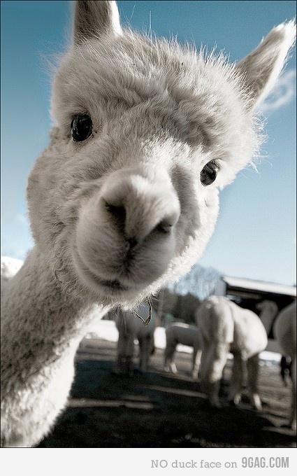 DynamiteTime's tweet image. RT if this is the coolest #Alpaca you've ever seen! #pets #travel