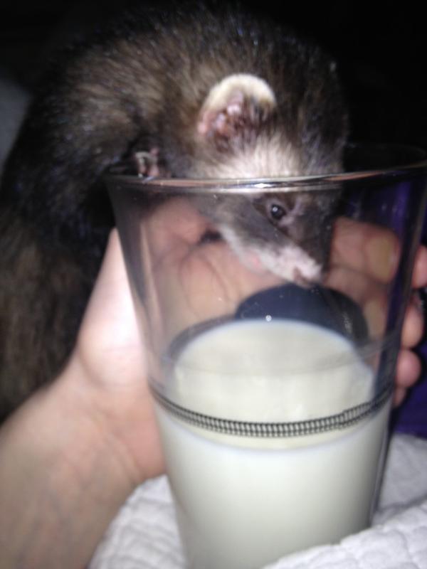 FerretProblems's tweet image. “@danipitcher_6: Oh. Excuse me? Smh. #ferretproblems #FerretProbs #dixie  @FerretProblems http://t.co/Q8U79y2e” hahahah yummy!