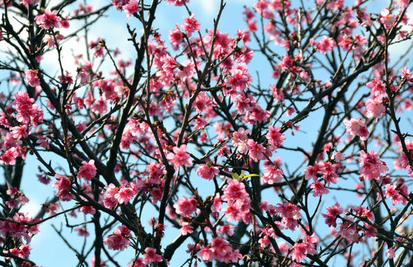 沖縄ディープ観光情報 Deepokinawa Twitter