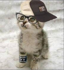 Mkg_RP's tweet photo. @ROLEPLAYERHeart keceh weh '3'b RT: kucing gue *~* http://t.co/LjdVng65