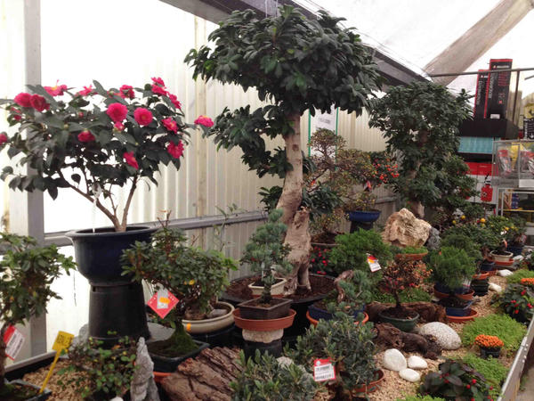 #Cursillobonsais El próximo 2 de febrero en los viveros de Silvosa Hnos. aprende a cuidar tu bonsai
