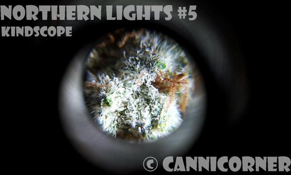 CanniCorner's tweet image. Check out this Kindscope shot of some NL#5!!! #kindstack makes SICK scopes. #mmj #mmot #cannabis bit.ly/T65Ey6