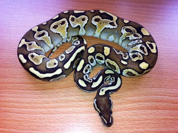 morpheuspythons's tweet image. #LesserBallPython, you like?